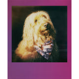 Polaroid Go Color Film Gradient Multi-Color Frames - 16 Photos Go Mini Film is only Compatible with Polaroid Go Cameras 6383